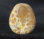 Cyclaster pfenderae (LAMBERT 1936) - Bild &copy; FossNet FossilienStore